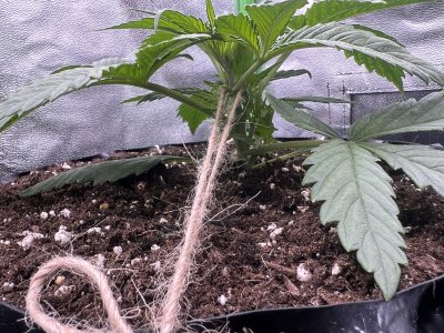 IMG_6194.jpeg IMG_6194.jpeg