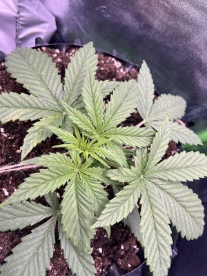 IMG_6193.jpeg IMG_6193.jpeg