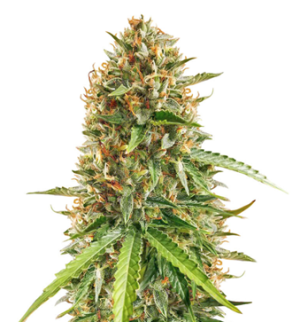 1743429609621.png 1743429609621.png