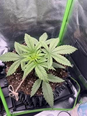 IMG_6203.jpeg IMG_6203.jpeg