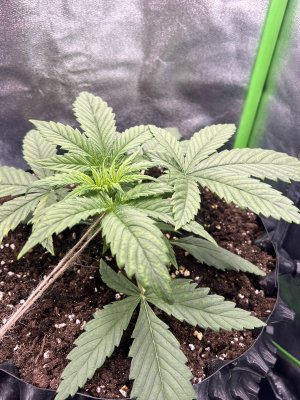 IMG_6206.jpeg IMG_6206.jpeg