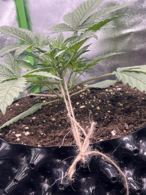 IMG_6209.jpeg IMG_6209.jpeg