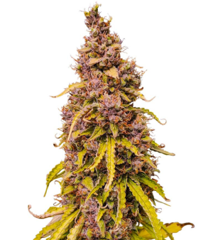 1743522759962.png 1743522759962.png