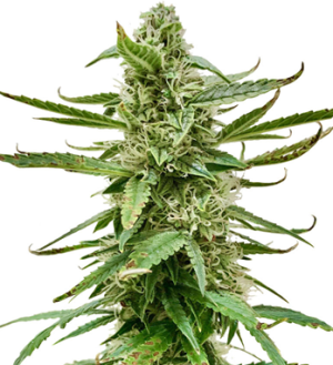 1743581030590.png 1743581030590.png