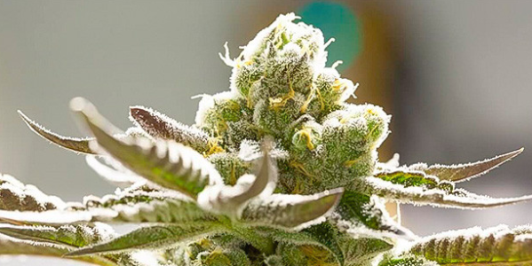 1743581165060.png 1743581165060.png