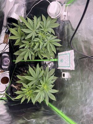 IMG_6299.jpeg IMG_6299.jpeg