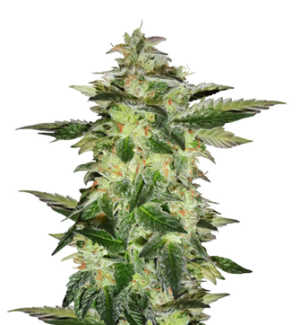 1744361797909.png 1744361797909.png