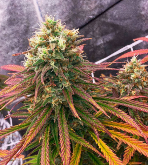 1744364338373.png 1744364338373.png