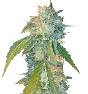 1744442709635.png 1744442709635.png