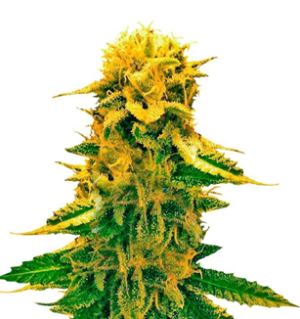 1744442717953.png 1744442717953.png