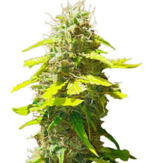 1744442721593.png 1744442721593.png