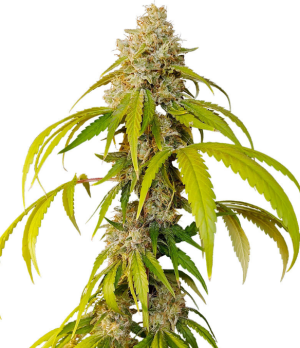 1744453729568.png 1744453729568.png