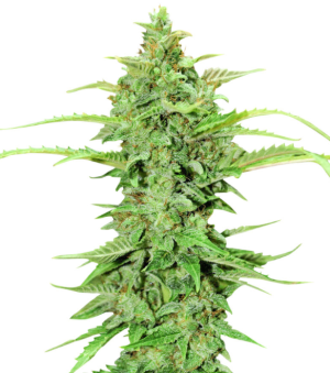 1744470139086.png 1744470139086.png