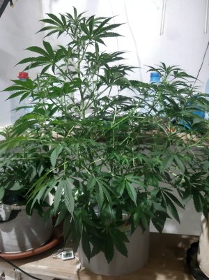 20250415_130156.jpg 20250415_130156.jpg