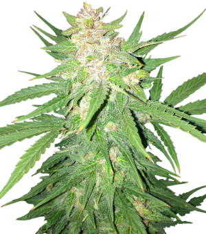 1744794188951.png 1744794188951.png