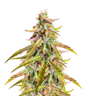 1744804225100.png 1744804225100.png