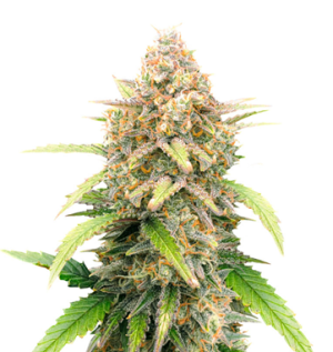 1744804228324.png 1744804228324.png