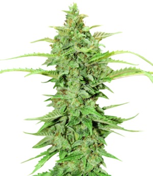 1744806343420.png 1744806343420.png