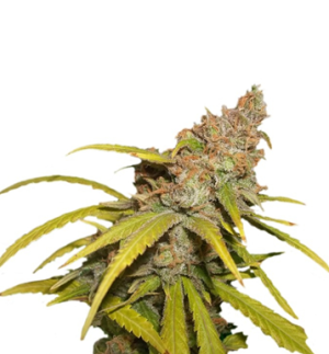 1744915117421.png 1744915117421.png