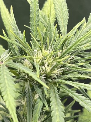 IMG_6620.jpeg IMG_6620.jpeg