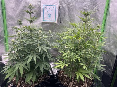 IMG_6670.jpeg IMG_6670.jpeg