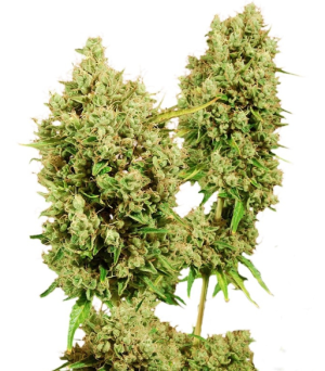 1745518985055.png 1745518985055.png