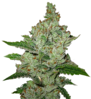 1746012585575.png 1746012585575.png