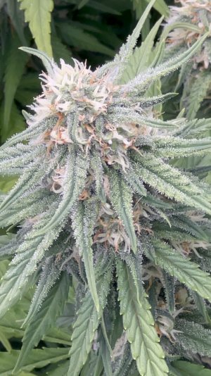 IMG_6828.jpeg IMG_6828.jpeg