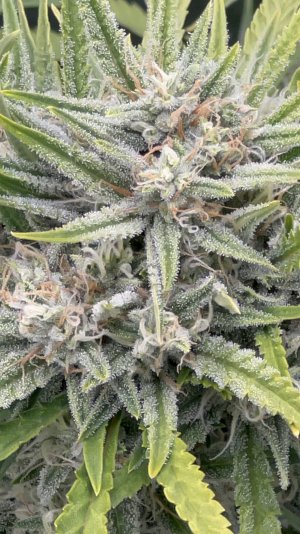 IMG_6827.jpeg IMG_6827.jpeg