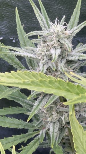 IMG_6826.jpeg IMG_6826.jpeg