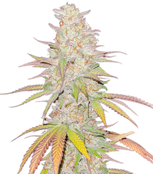 1746691151482.png 1746691151482.png