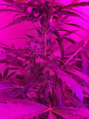 IMG_1817.jpeg IMG_1817.jpeg