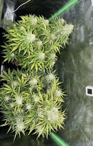 IMG_6853.jpeg IMG_6853.jpeg