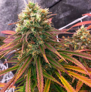 1746779299650.png 1746779299650.png