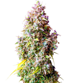 1746791528305.png 1746791528305.png