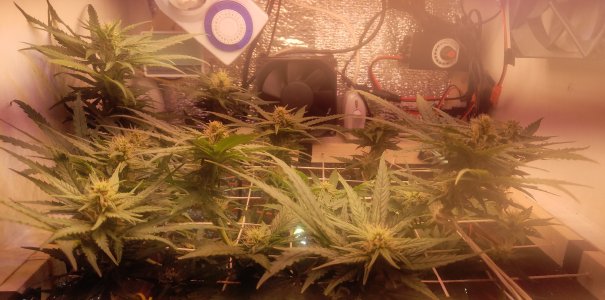 P50509-172611(1).jpg P50509-172611(1).jpg