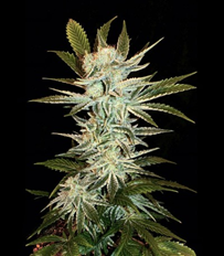 1649162169786.png 1649162169786.png