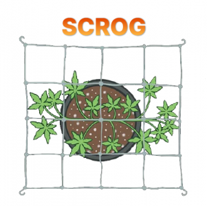 SCROG.png SCROG.png