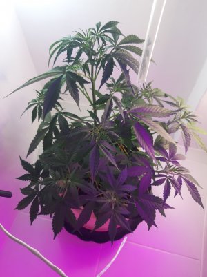 20220407_090101.jpg 20220407_090101.jpg