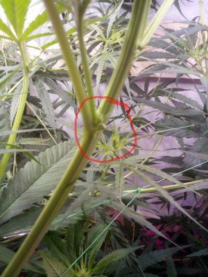 IMG_20220409_192659_486.jpg IMG_20220409_192659_486.jpg