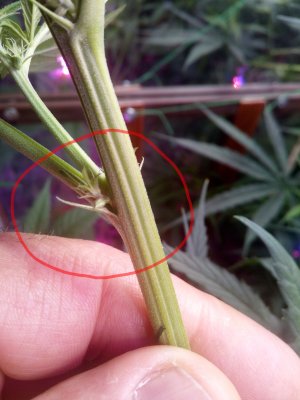 IMG_20220409_192718_576.jpg IMG_20220409_192718_576.jpg