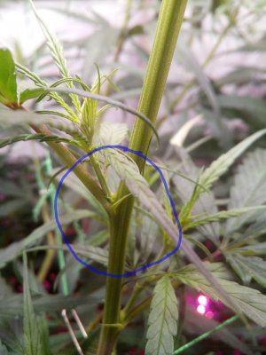 IMG_20220409_192605_493.jpg IMG_20220409_192605_493.jpg