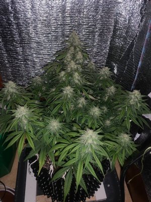 2DD3046B-2F2B-4D62-B912-DD9ED13FE4D4.jpeg 2DD3046B-2F2B-4D62-B912-DD9ED13FE4D4.jpeg