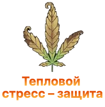 Zashchita konopli ot teplovogo stressa.png Zashchita konopli ot teplovogo stressa.png