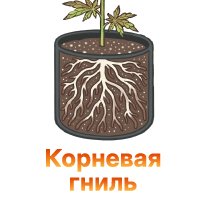 Kornevaya gnil-100.jpg