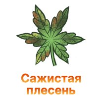 Sazhistaya plesen-100.jpg