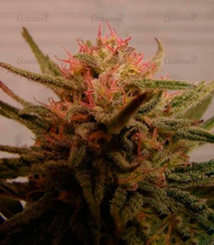 1650118999624.png 1650118999624.png