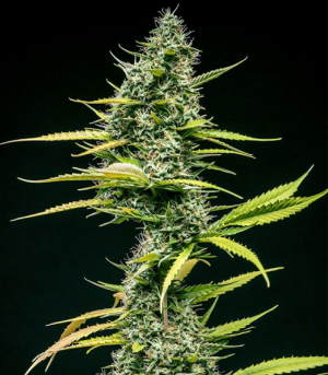 1650371260065.png 1650371260065.png