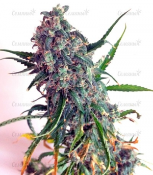 1650377405874.png 1650377405874.png