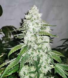 1650537613398.png 1650537613398.png